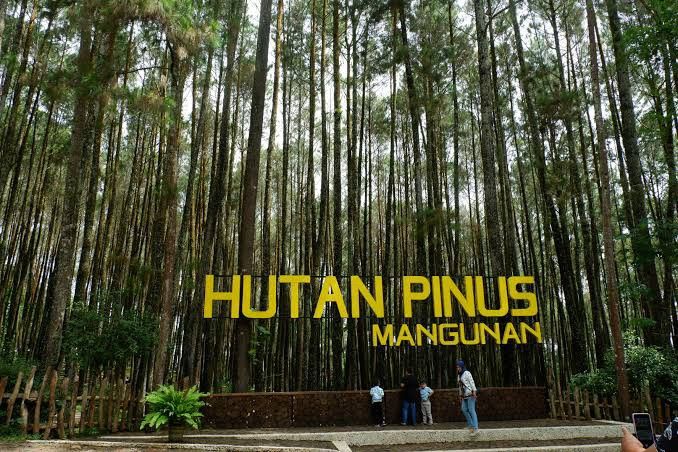 Pinus Mangunan